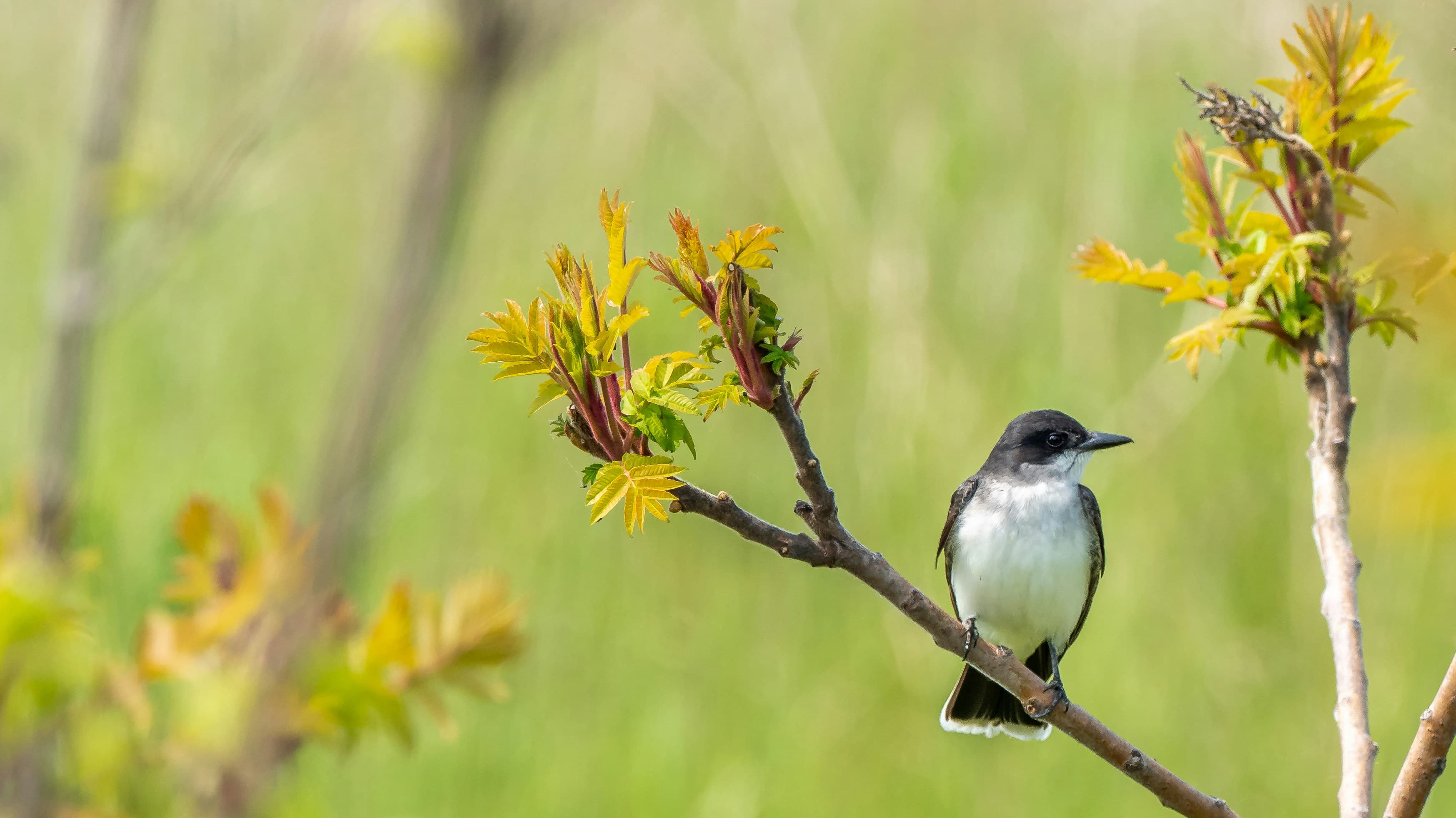 Nepal Birding Circuit Tour