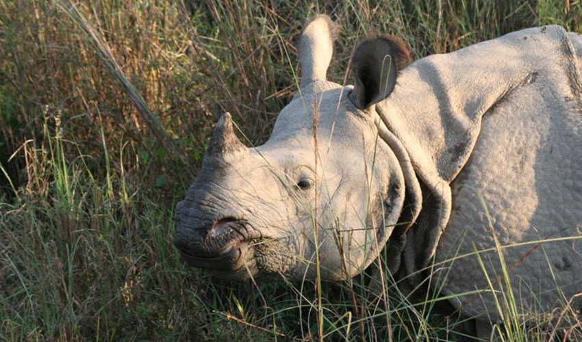 Bardiya jungle Safari